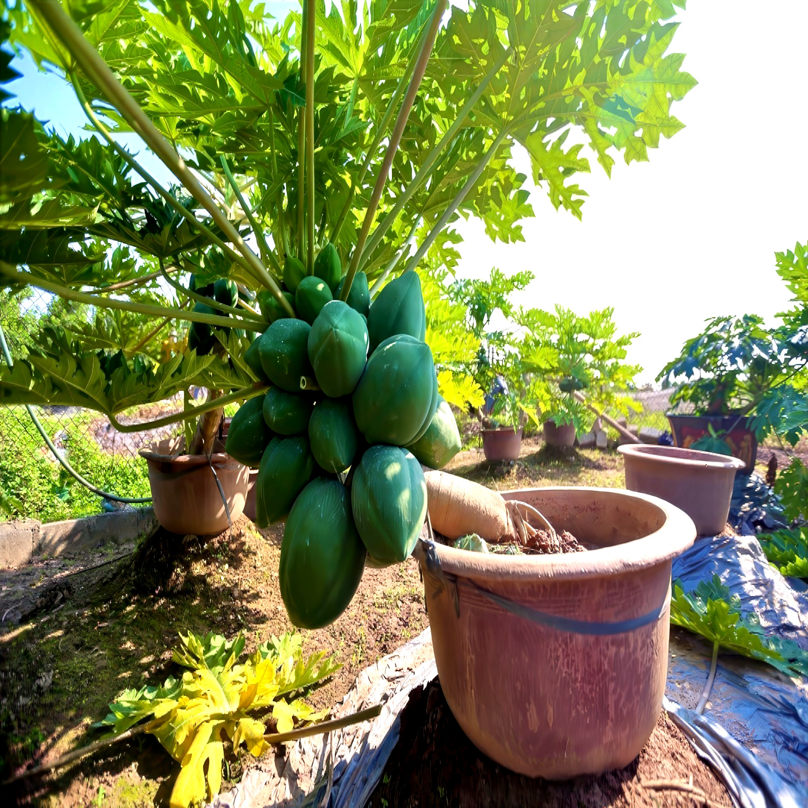 20 “DWARF SOLO WAIMANALO TREE SEEDS” (Carica Papaya) Fast Fruit Houseplant