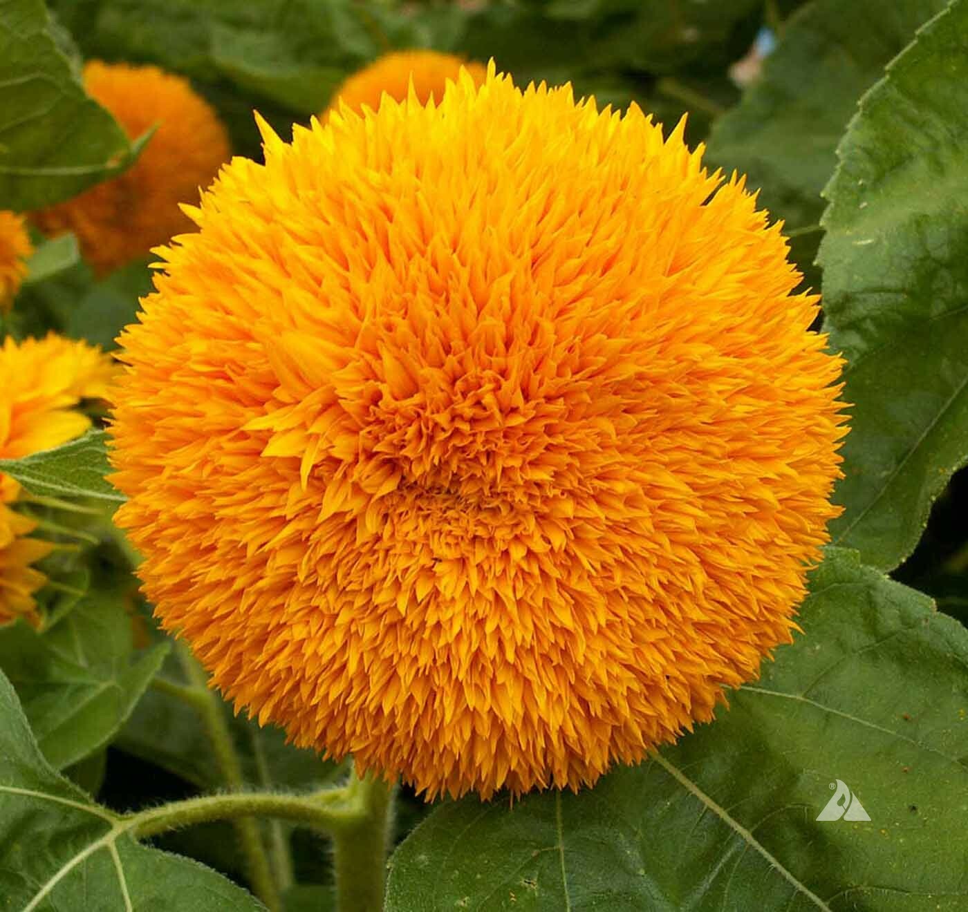 100 Sunflower Seeds ‘Dwarf Sungold’ (Helianthus annuus)