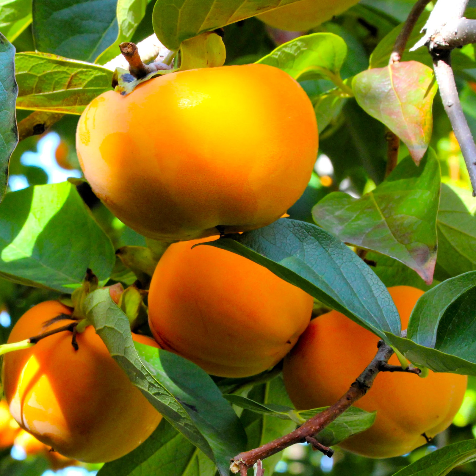 Japanese Persimmon Tree Seeds – For 2026 Planting Diospyros Kaki Fuyu Hachiya