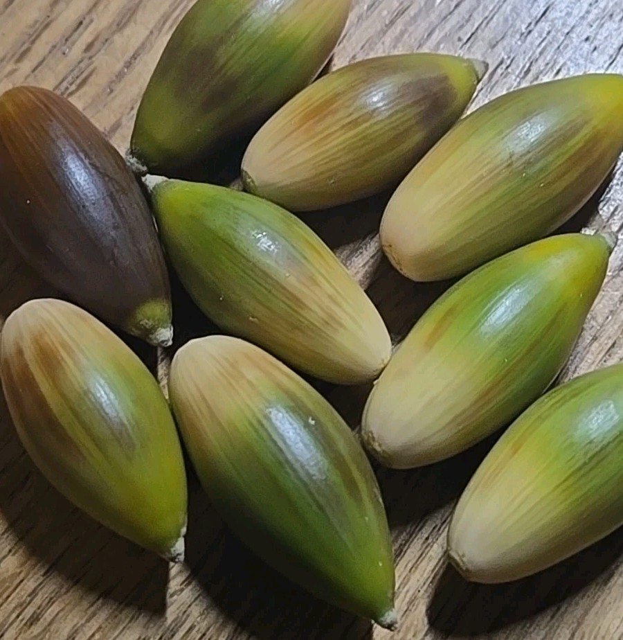 25 – SILVERLEAF SILVER LEAF OAK TREE, DECEMBER 2025 FRESH ACORNS