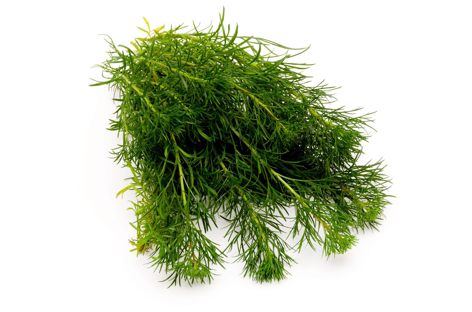 500 BEACH WORMWOOD Artemisia Caudata Silvermound Red Sagewort Herb Flower Seeds