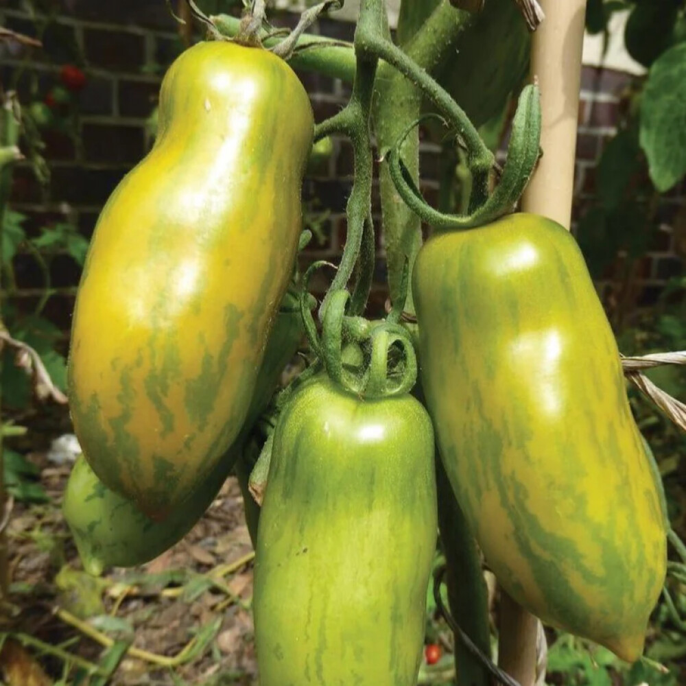 Green Sausage Tomato Seeds, Heirloom, Green Sleeves, NON-GMO, FREE SHIPPING