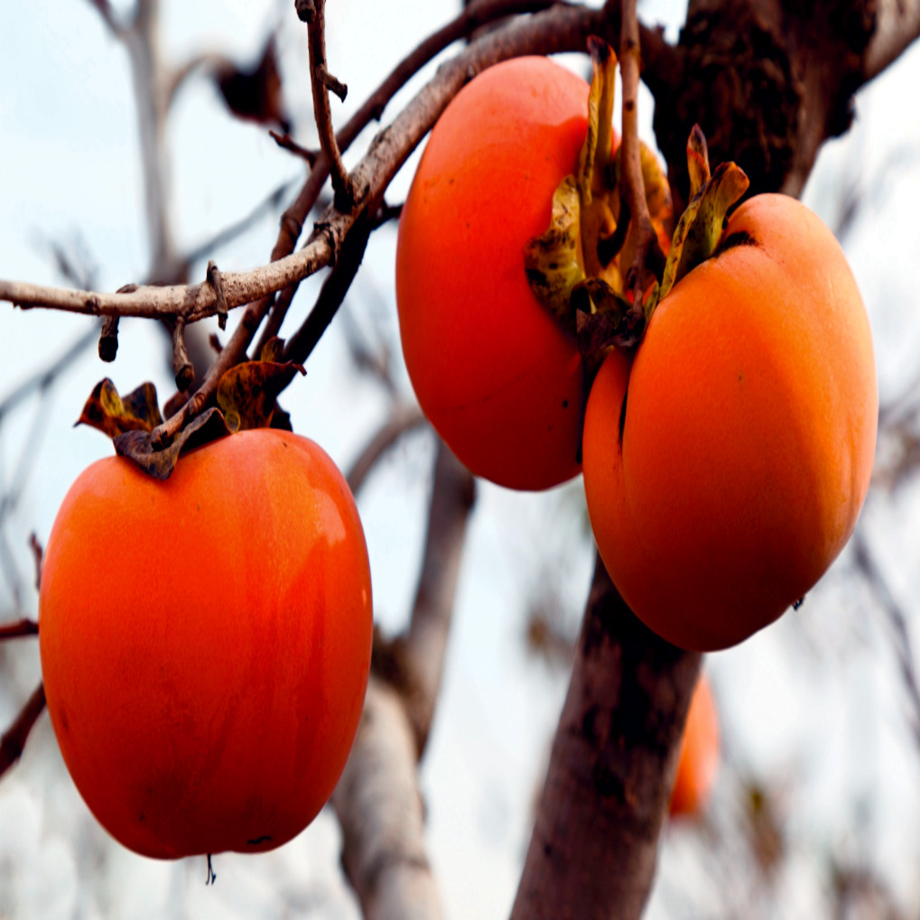 PERSIMMON TREE SEEDS Diospyros Virginiana SUGAR PLUM Fruit Plant COLD HARDY 4-9