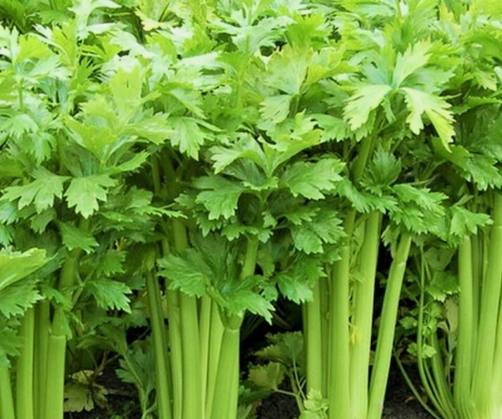 50 + Utah tall Celery Seeds USA Seller non GMO