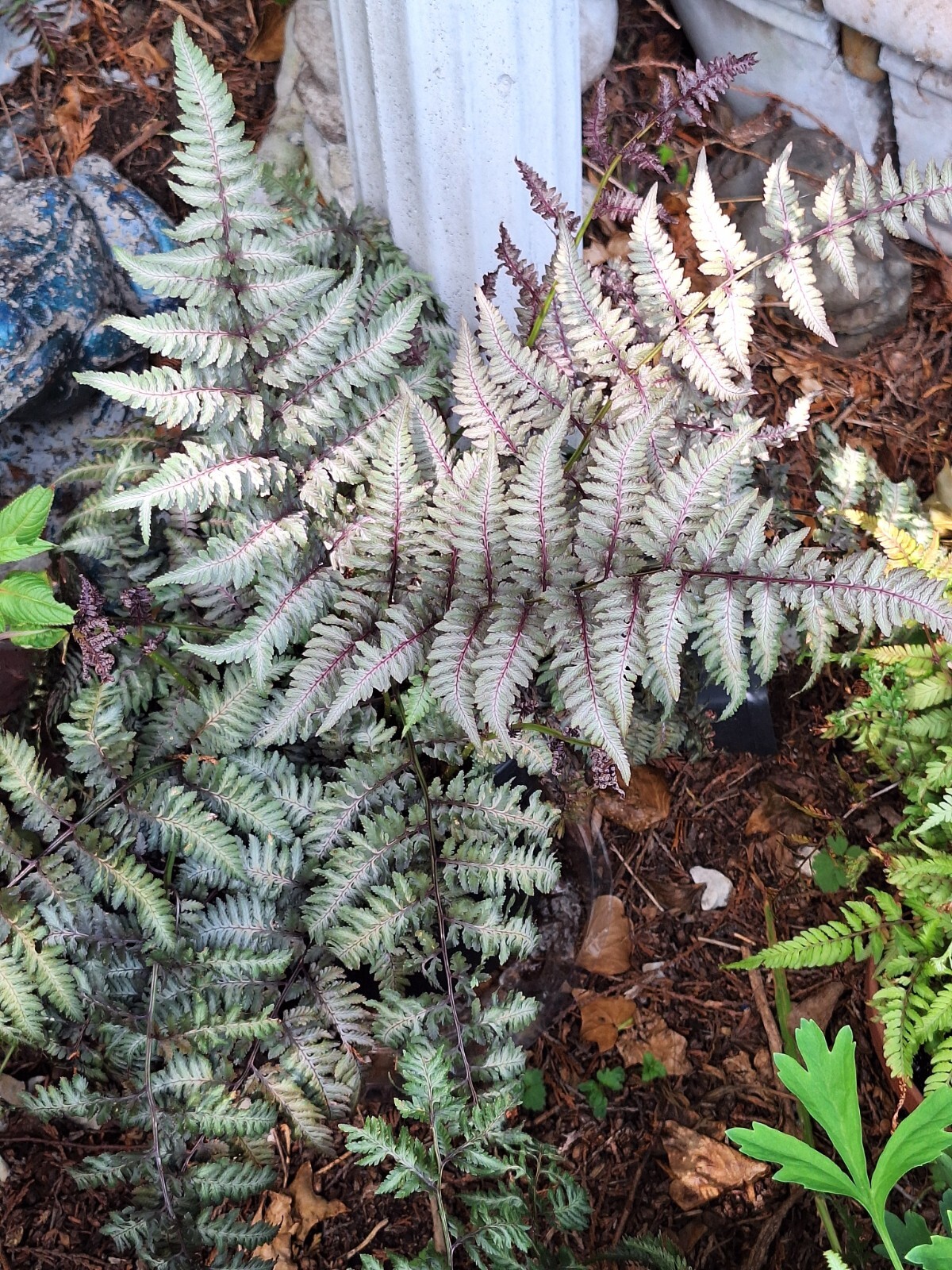 LADY FERN ‘REGAL RED’ 1000 SPORES (SEEDS*) FILIX FEMINA NIPONICUM, COLD HARDY