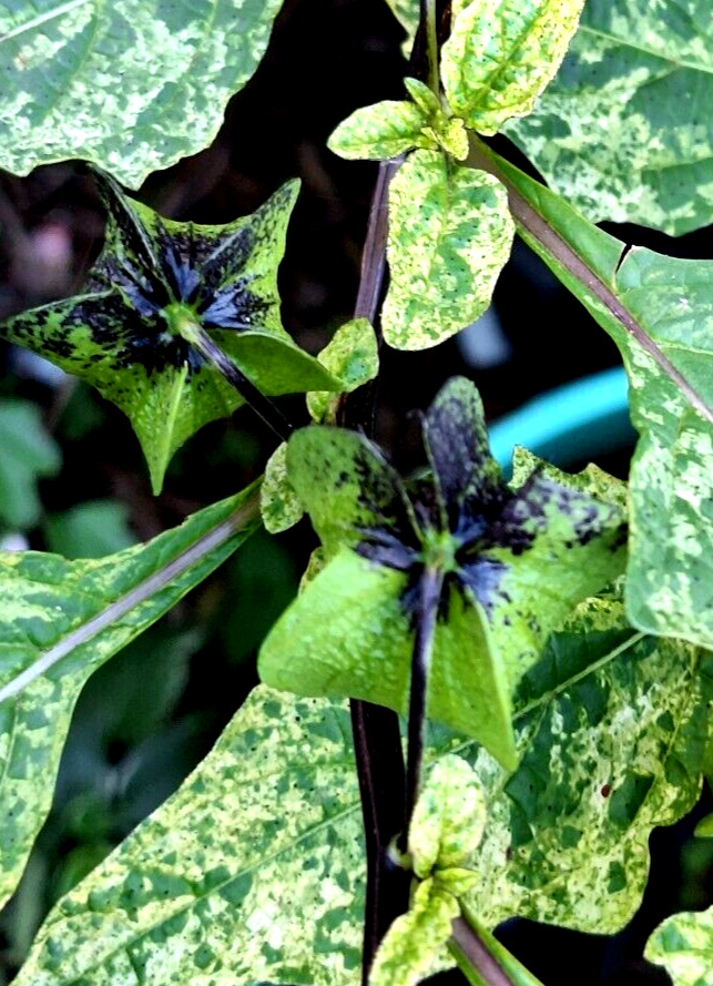 rare variegated shoofly plant 100 seeds, Nicandra Phsalodes Var. Splash of cream
