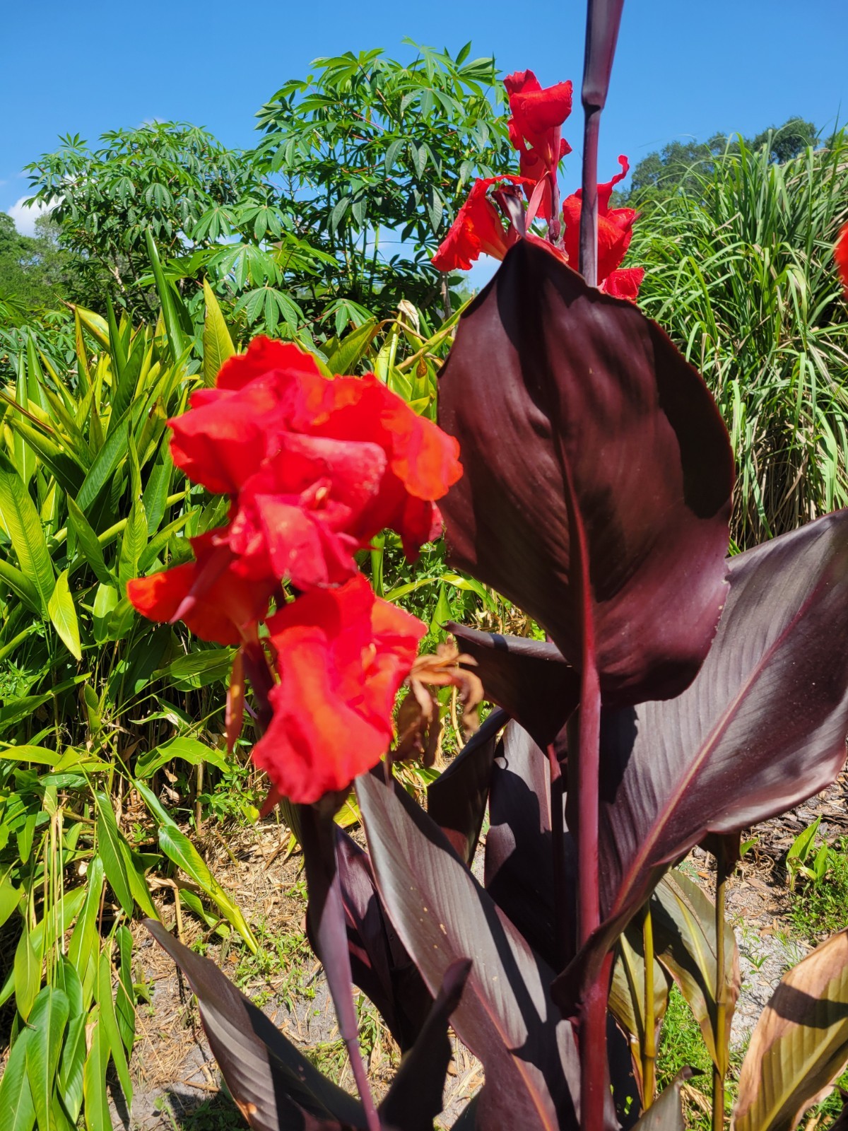 3 Tropicana Black Canna Lily Rhizome Bulb Red Blooms So Easy Fast Grower
