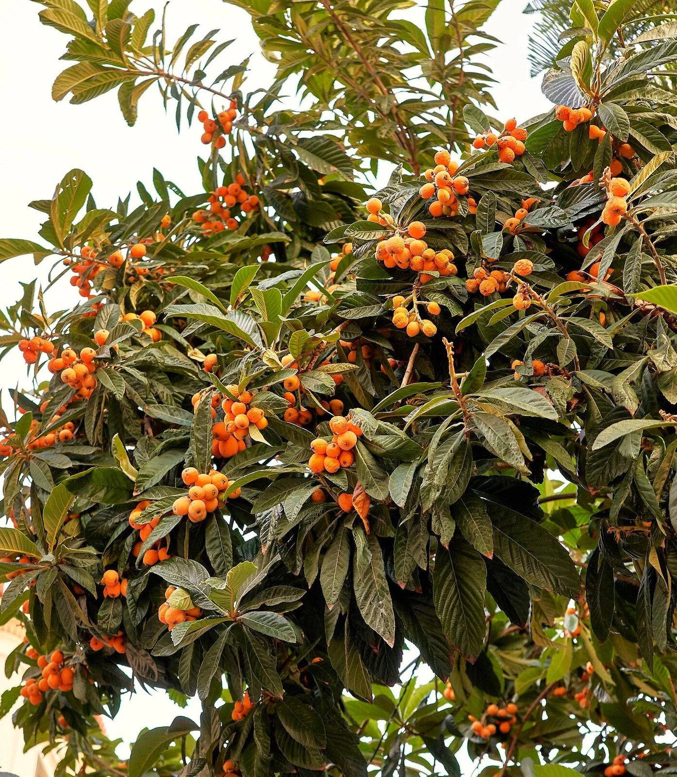 Loquat Tree Seeds – For 2026 Planting Eriobotrya Japonica Chinese Pipa Japanese