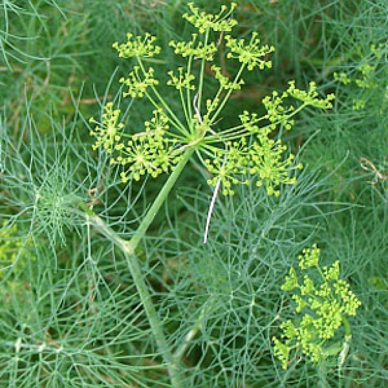Dill Bouquet, Vanderbilt, Heirloom, NON-GMO, Easy Grow Herb, FREE SHIPPING