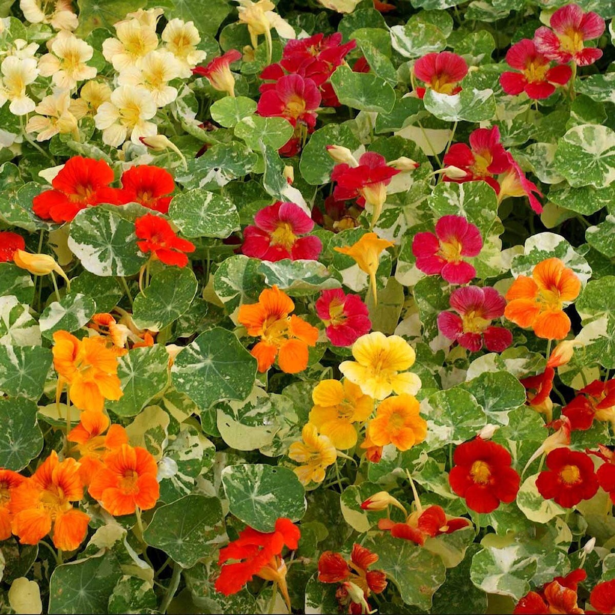 1/4 Lb Alaska Mixed Nasturtium Wildflower Seeds – Everwilde Farms Mylar Packet