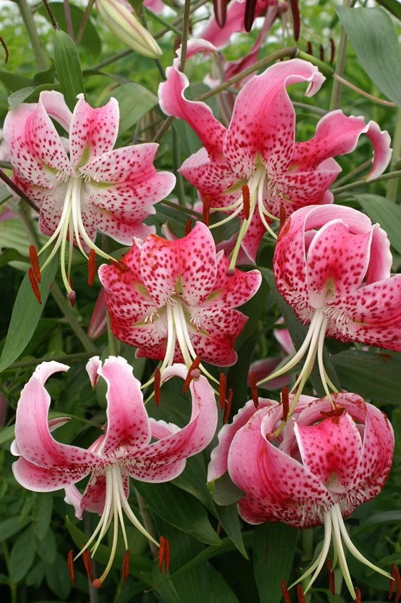 10 Uchida Rubrum Lilium/ Wild Lily of Japan Bulbs-