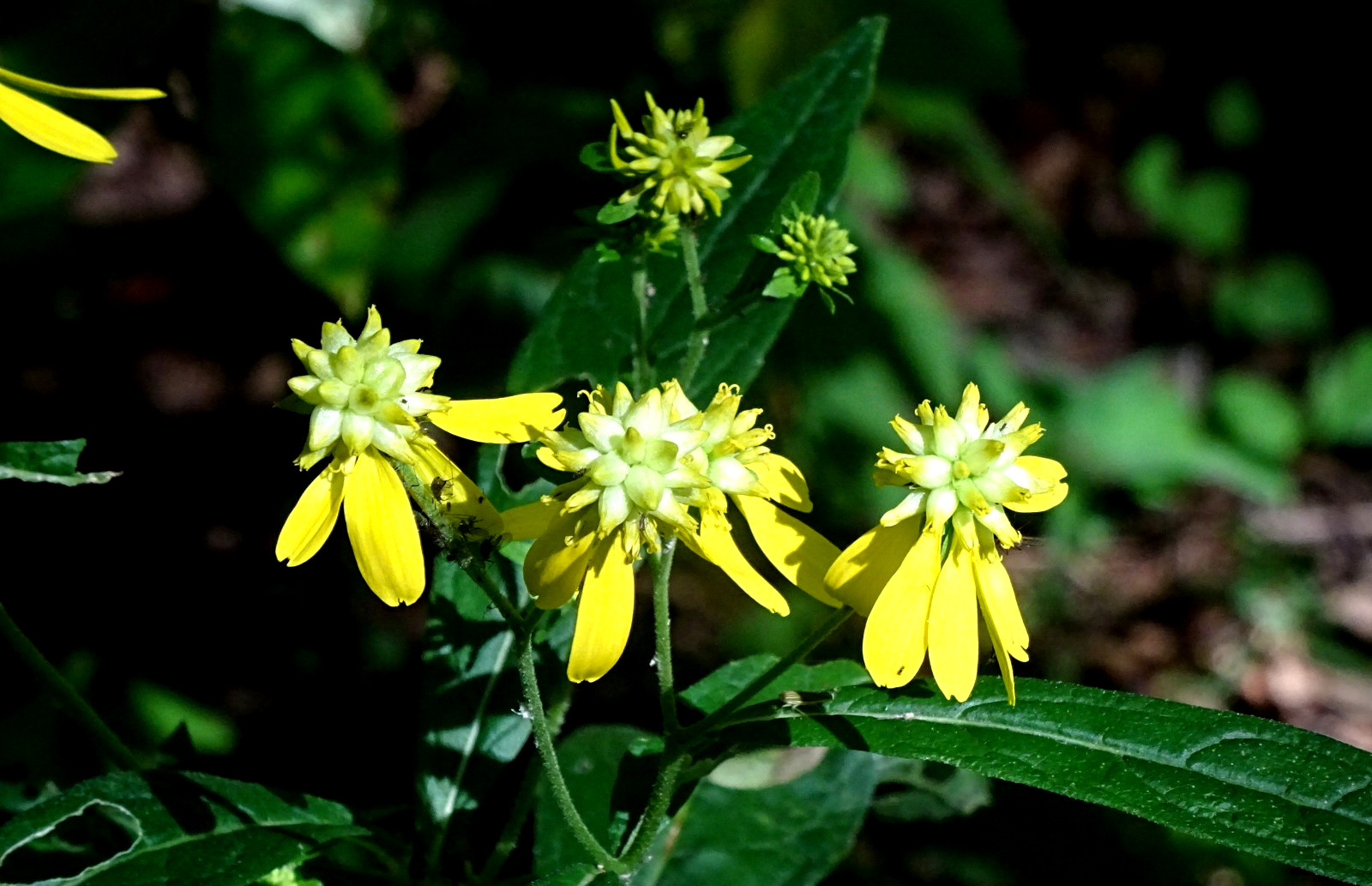 Wingstem Verbesina alternifolia 50 SEEDS NATIVE Perennial Wildflower FRESH 2025