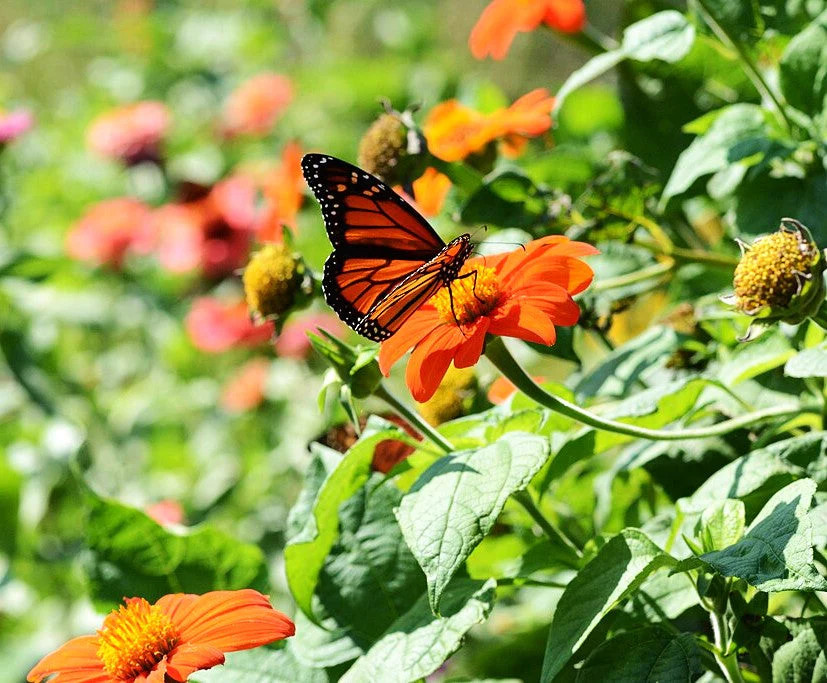 Mexican Sunflower Seeds | For Planting Tithonia Red Daisy Sun Flower Seed 2025