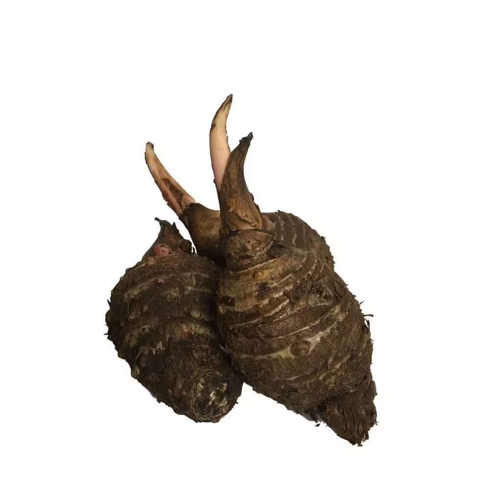 Elephant Ear Bulbs 3 Large Bulbs