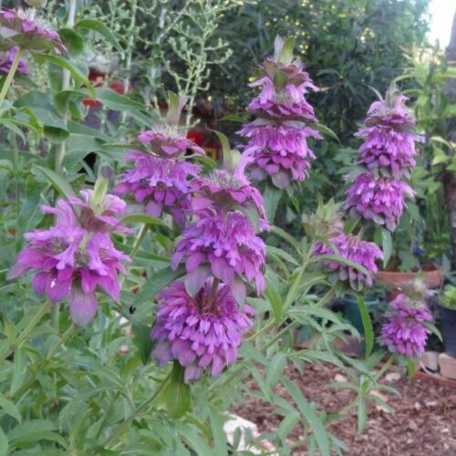 Lemon Mint Seeds, Monarda citriodora, Lemon Horsemint, NON-GMO, FREE SHIP
