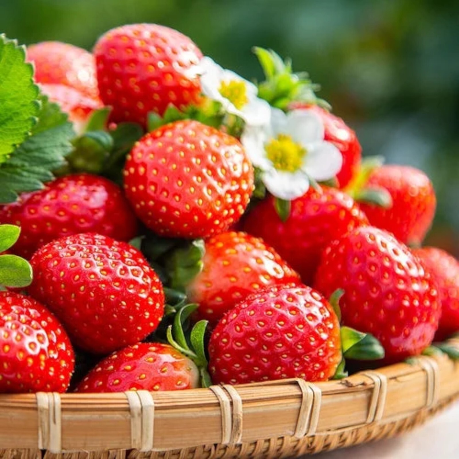 200 pcs Cream Strawberry Seeds – Hardy Perennial Herb, Fall & Spring Planting