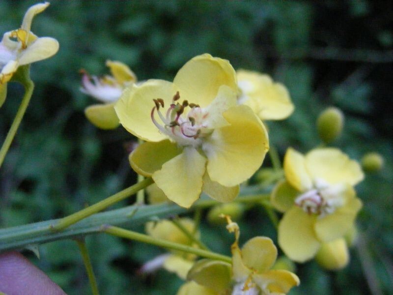 Caesalpinia Decapetala 10 Seeds, Biancaea Shrub Mysore Thorn Cat’s Claw