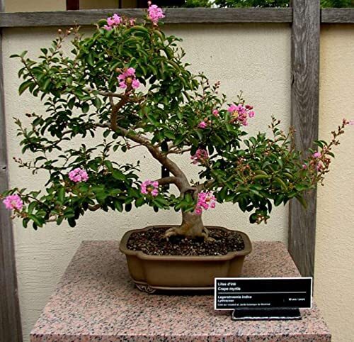 Crape Myrtle Bonsai Tree Seeds – 50 Seeds – Beautiful Flowering Tree – Crape Myr