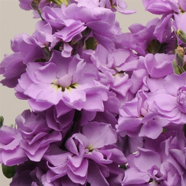 Stock Variety: Cherry Blossom, Lavender Blue, Yellow, Apricot, Purple, Ruby
