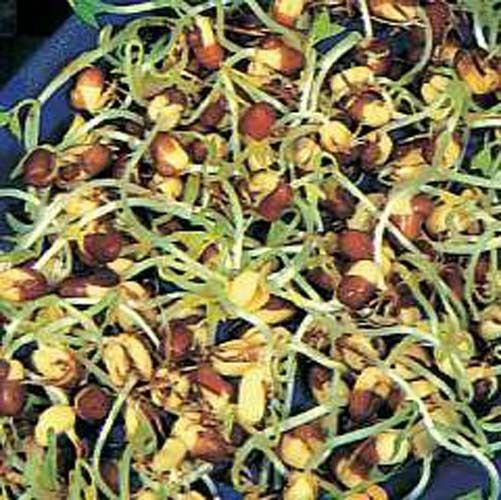 Sprouting Bean Adzuki Great Heirloom Vegetable By Seed Kingdom 100 Seeds