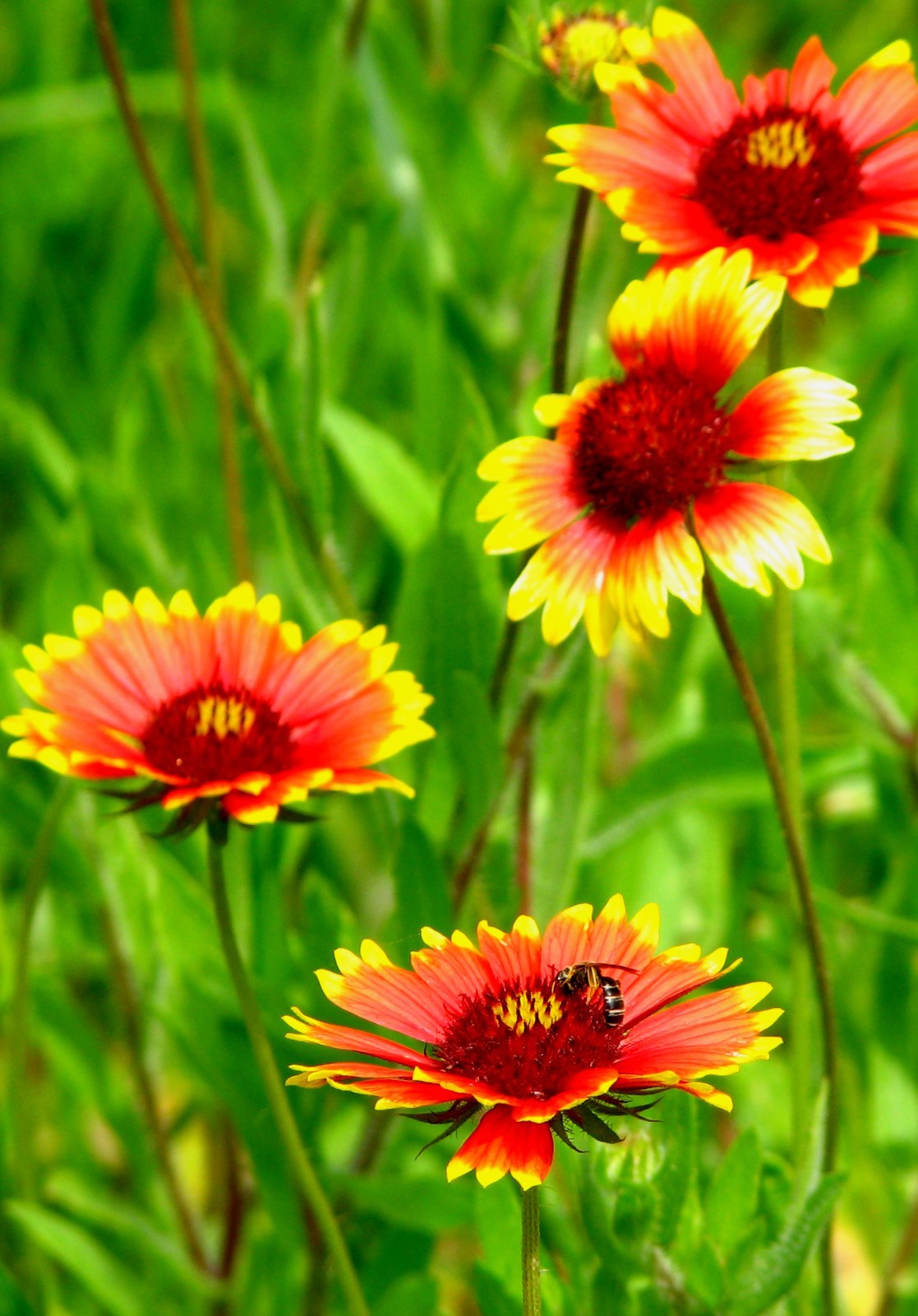 200+INDIAN BLANKET FLOWER Seeds Annual Native Wildflower Drought Heat Container