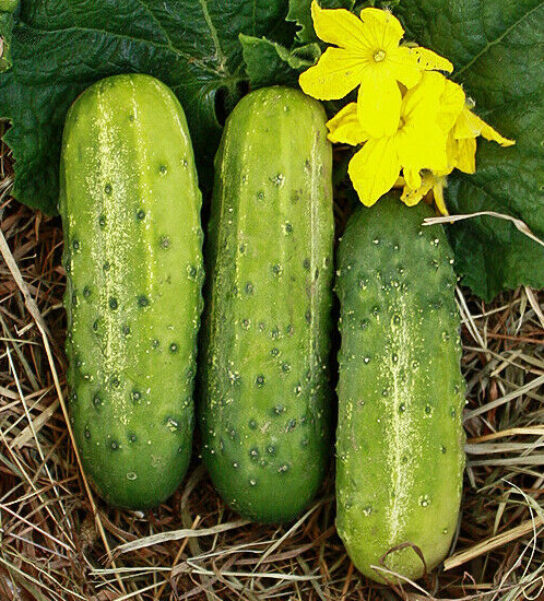 Wisconsin SMR58 Pickling Cucumber Seeds | Virus Resistant Top Producer Seed 2024