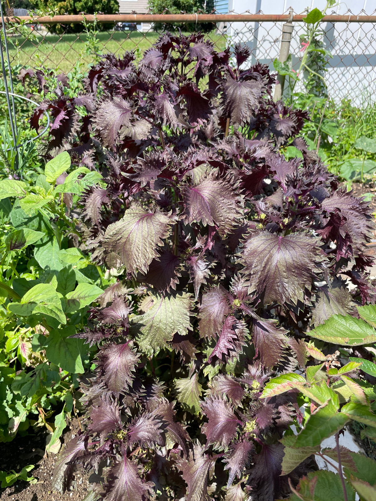 Chinese Shiso Perilla (red) 100 Seeds 2023