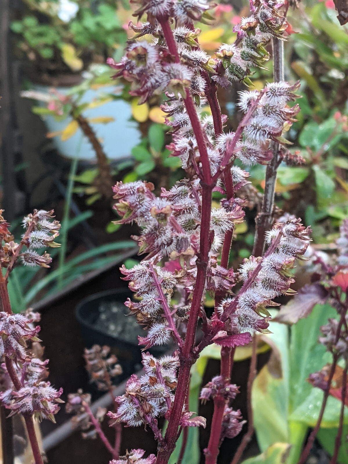 Purple Basil Perilla (100+ Seeds) Shiso Red Mint – 2023 Harvest Grown In The USA