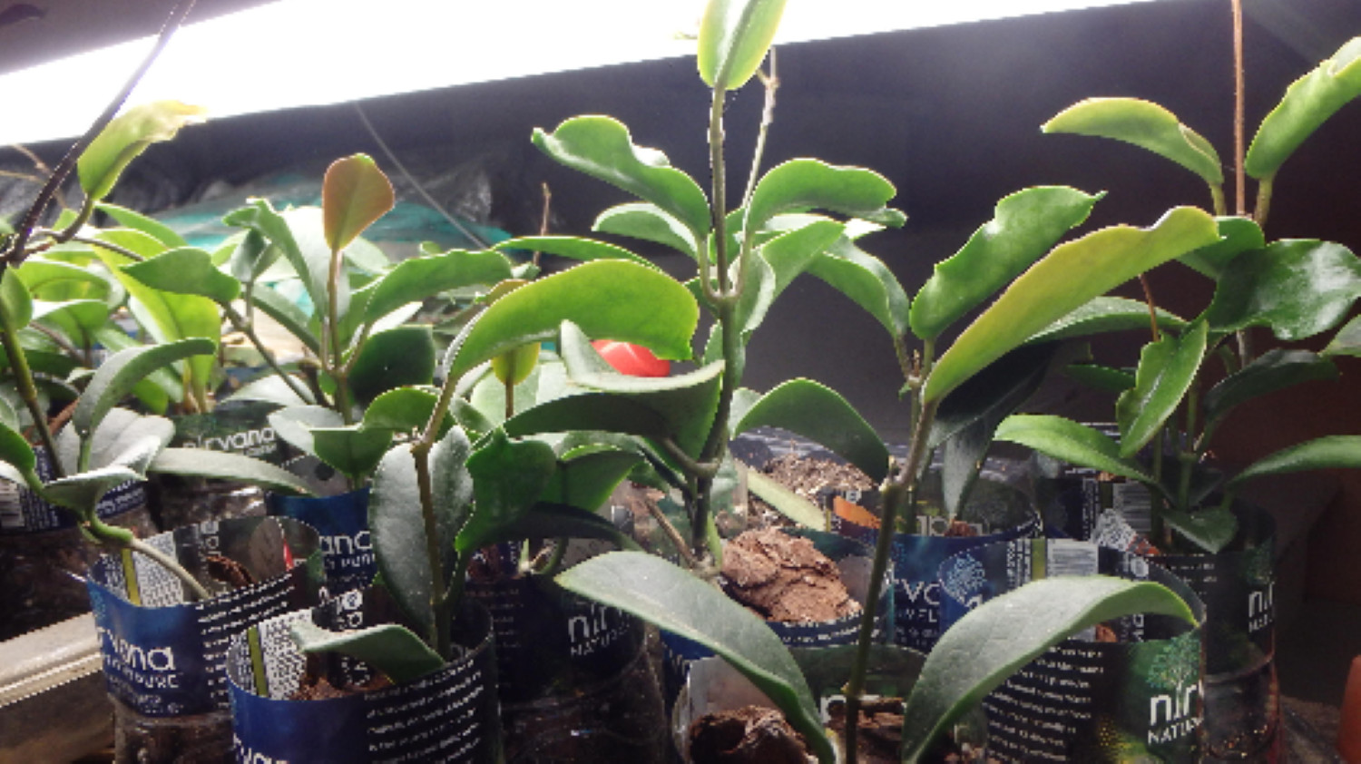 Hoya Keysii (Hoya australis) 1yo plant with 5-6 leaves well rooted