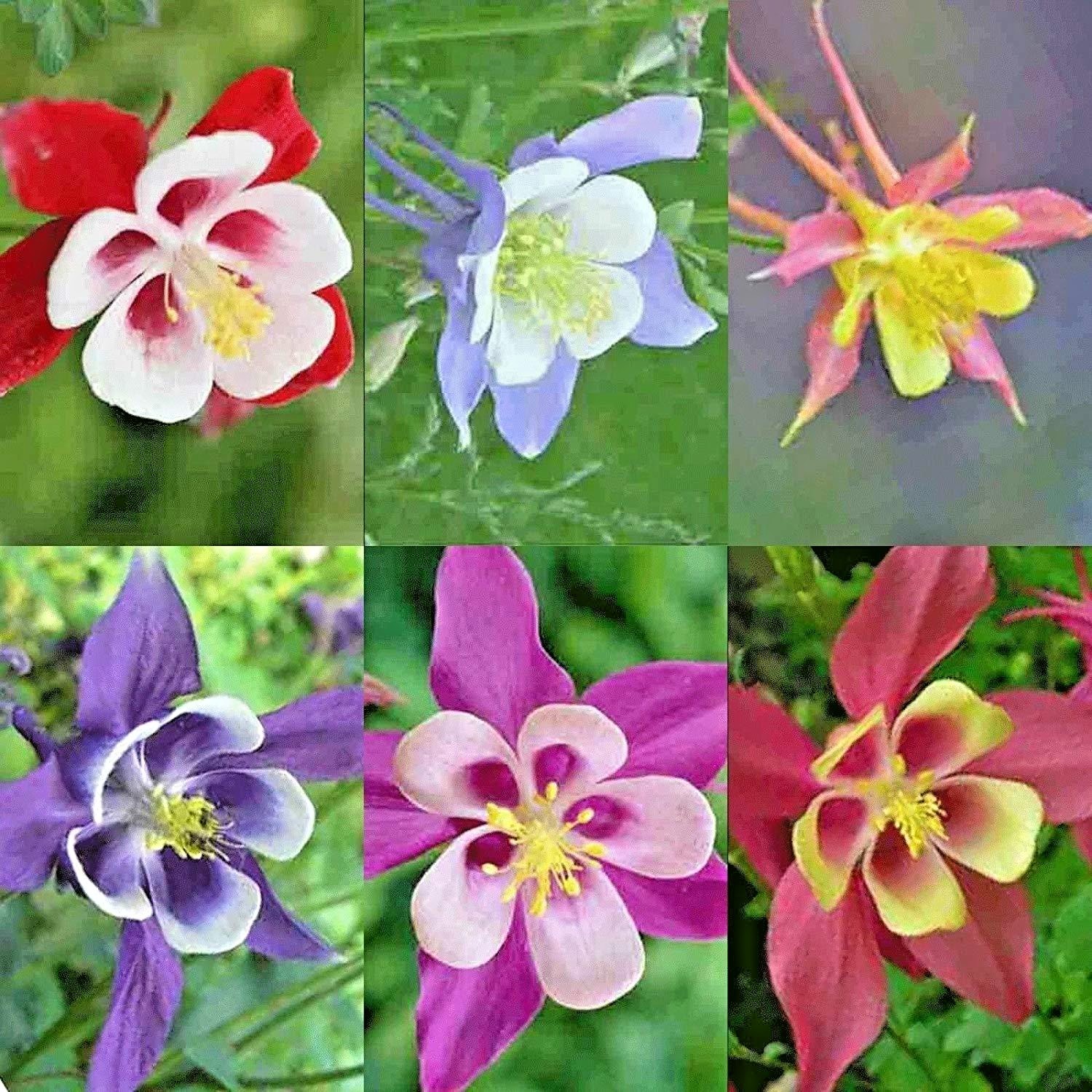 201+COLUMBINE Mix Seeds Perennial Native Wildflower Shade Garden Container Easy