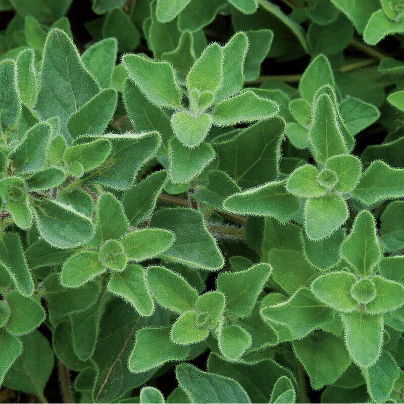 Greek Oregano Herb Seeds for Planting (500 Seeds) – Italian Spice