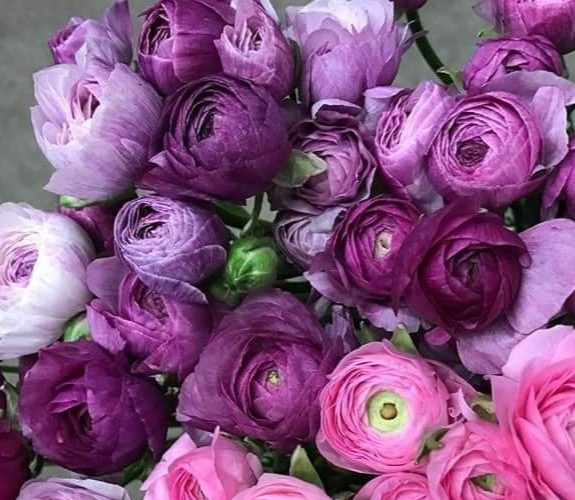 Ranunculus Flower Bulbs 15 Aviv Purple Corms Peony Rose Wedding Flowers Planting