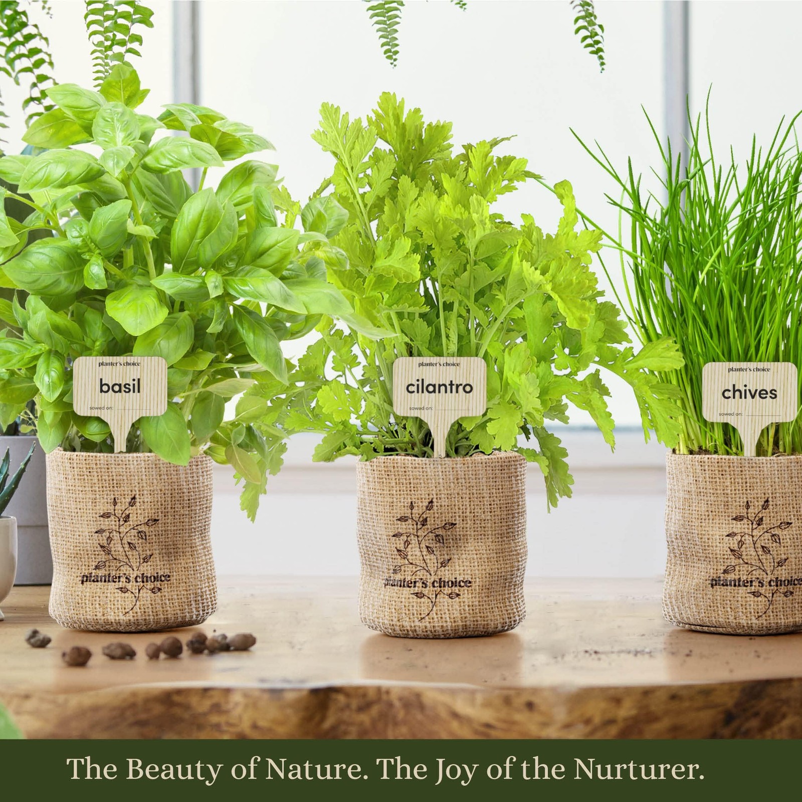 Indoor Herb Garden Starter Kit – Coolest Gifts for – for Her – House Warming …