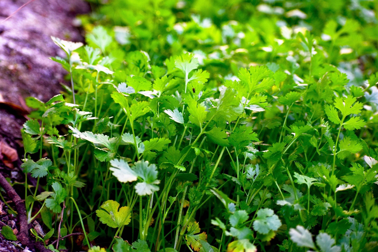 25 Organic DWARF LEMON CILANTRO Coriander Spice Coriandrum Sativum Herb Seeds