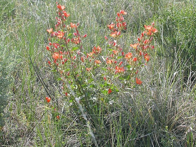 Sphaeralcea munroana | Munro’s Globemallow | 20 Seeds