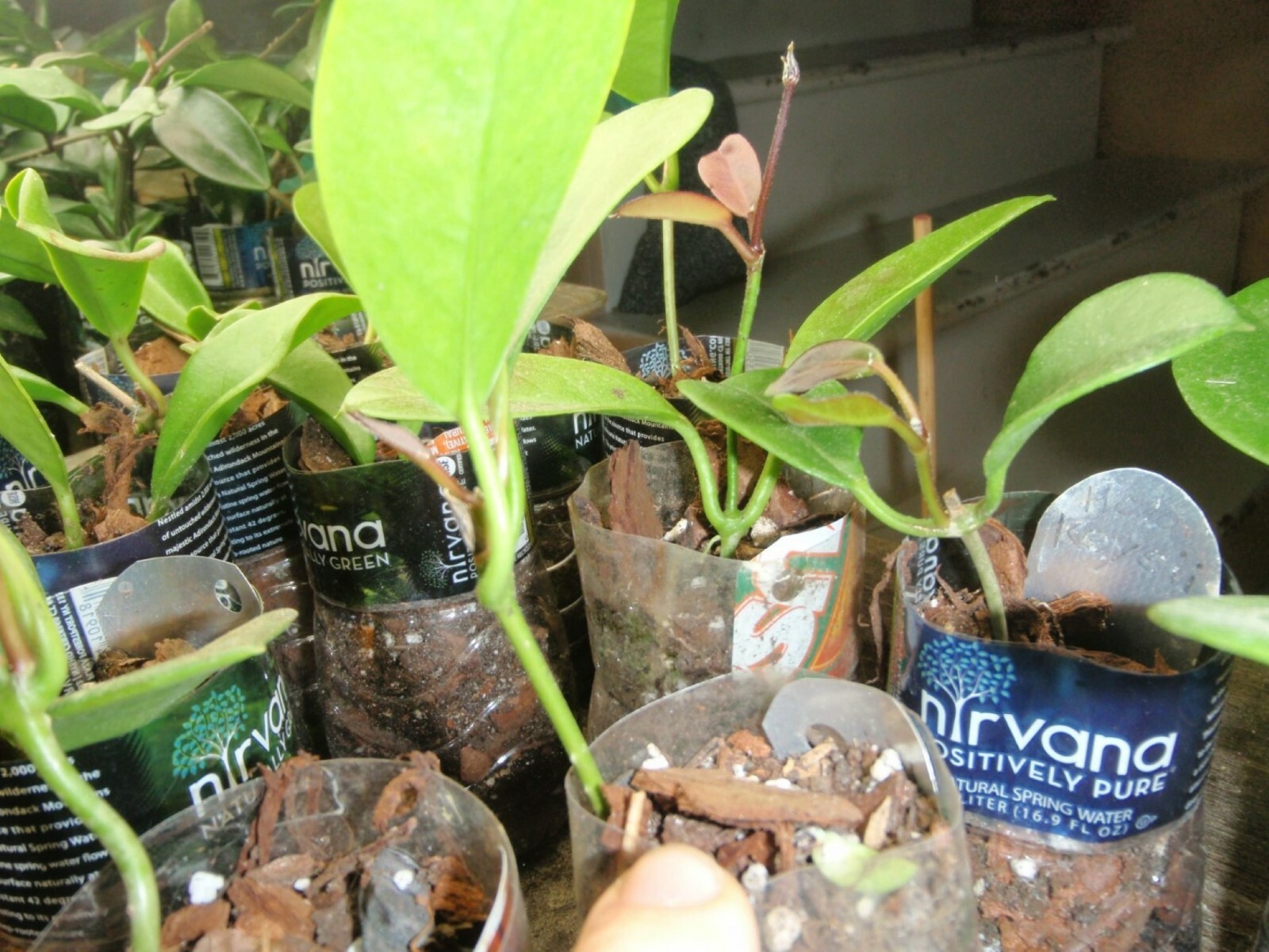 Hoya Keysii (Hoya australis) 1yo plant with 5-6 leaves well rooted