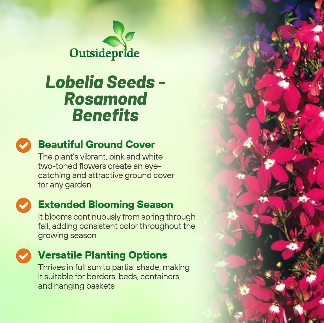5000 Seeds Lobelia Seed – Lobelia Erinus Rosamund Ground Cover Seeds AAS Winner