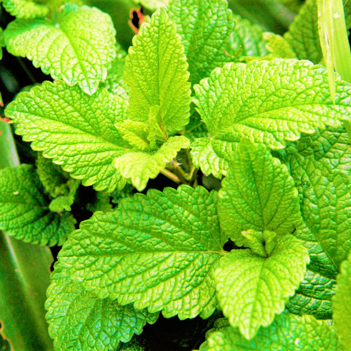 Spearmint Seeds | Mentha Spicata Spear Mint Non GMO Garden Vegetable Herb 2024