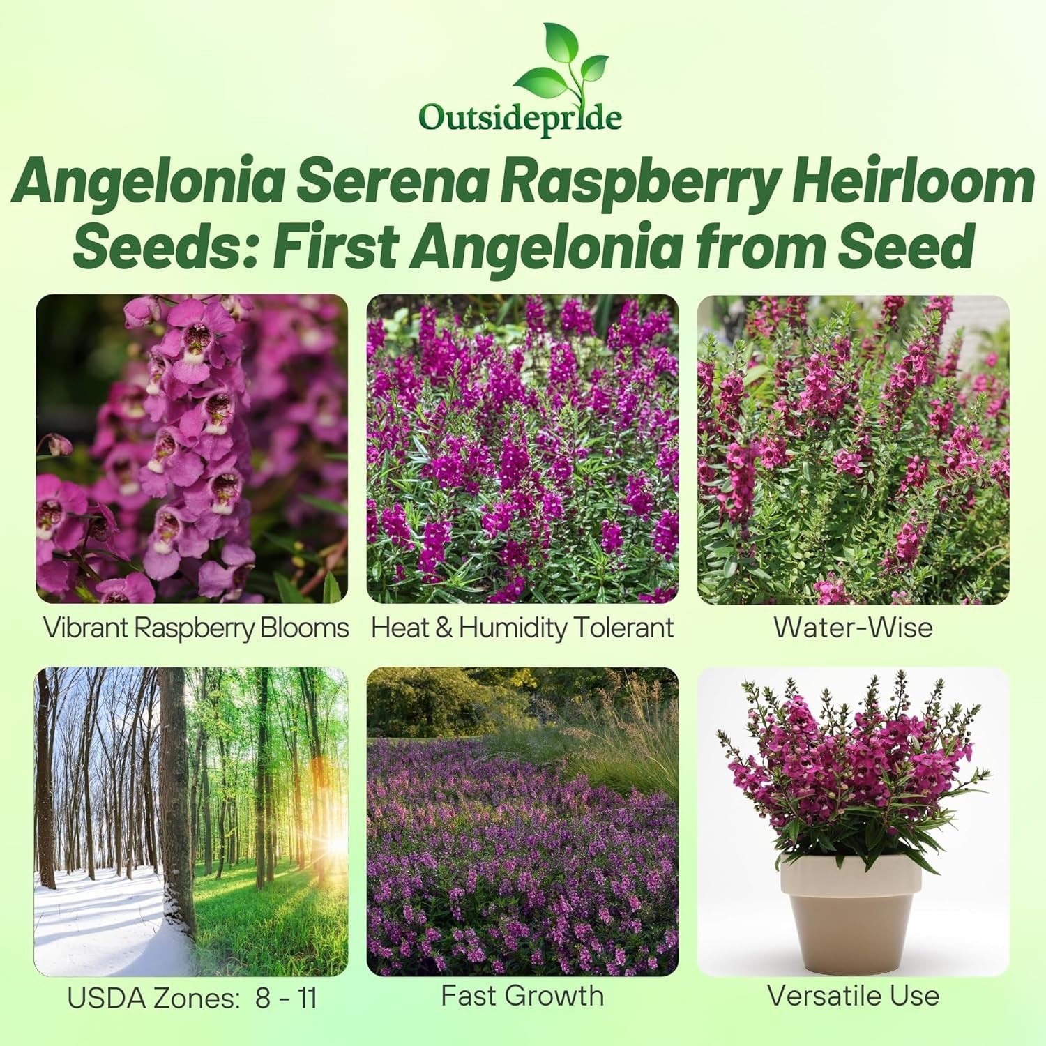 15 Seeds Drought Tolerant Raspberry Angelonia Serenita Garden Flower Plant Seeds