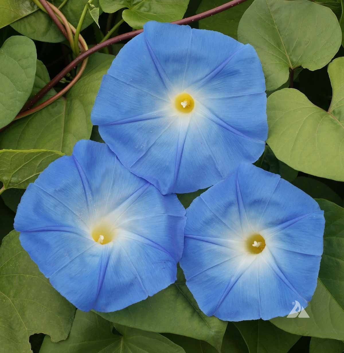 Morning Glory ‘Heavenly Blue’ (Ipomoea tricolor) Free Shipping!