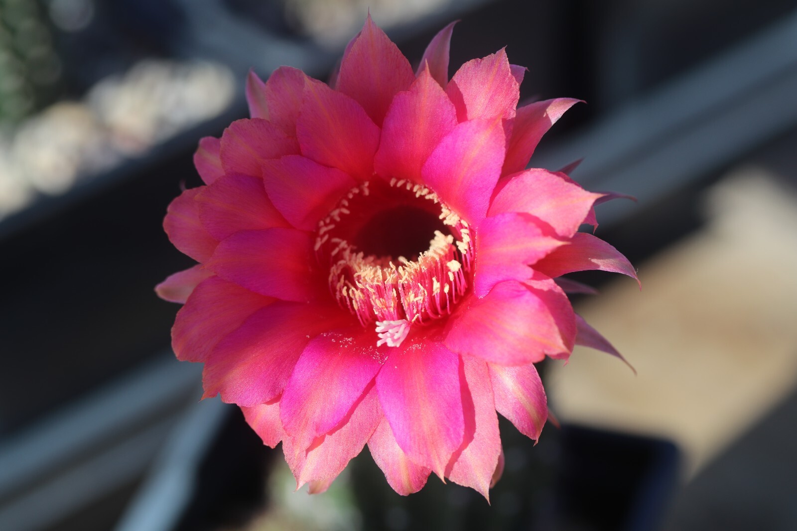 Echinopsis hybrid ‘Candy Cream’