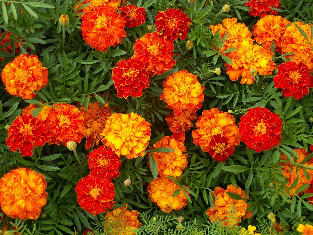 Marigold Seeds 150+ French Sparky Mix Flower Tagetes US FREE SHIPPING WILDFLOWER