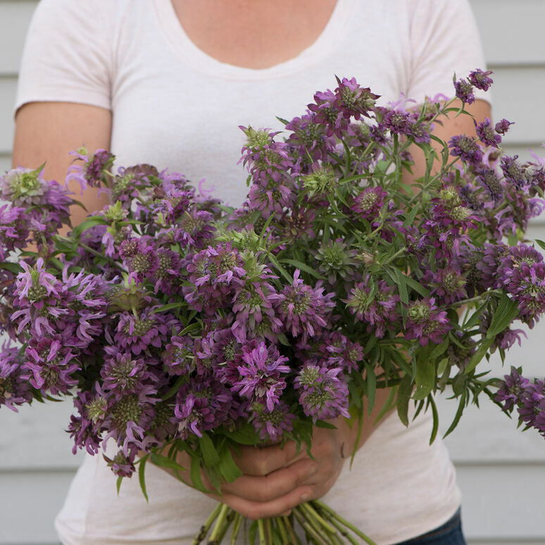 1000 Lemon Mint Seeds Non-GMO Culinary Herb Seeds Free Shipping USA Seller