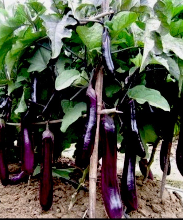 75+ Chinese Eggplants Seeds Long Purple Eggplants Aubergine Asian Vegetable USA