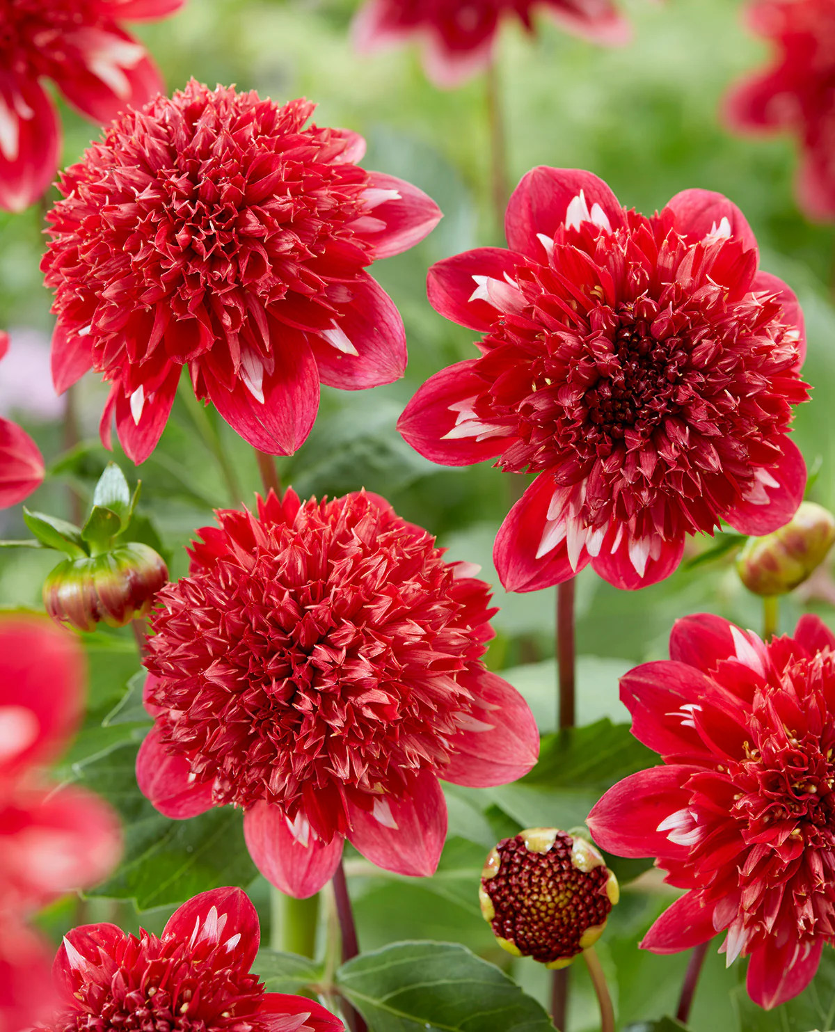 Speech Anemone Dahlia – 3 root divisions