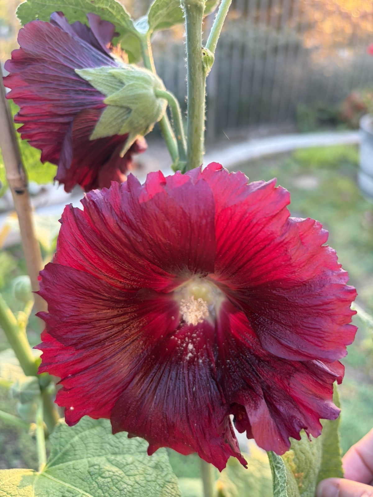 Burgundy Hollyhock Seeds w/ 80% Germination, Fresh 2026 , 100 Seeds