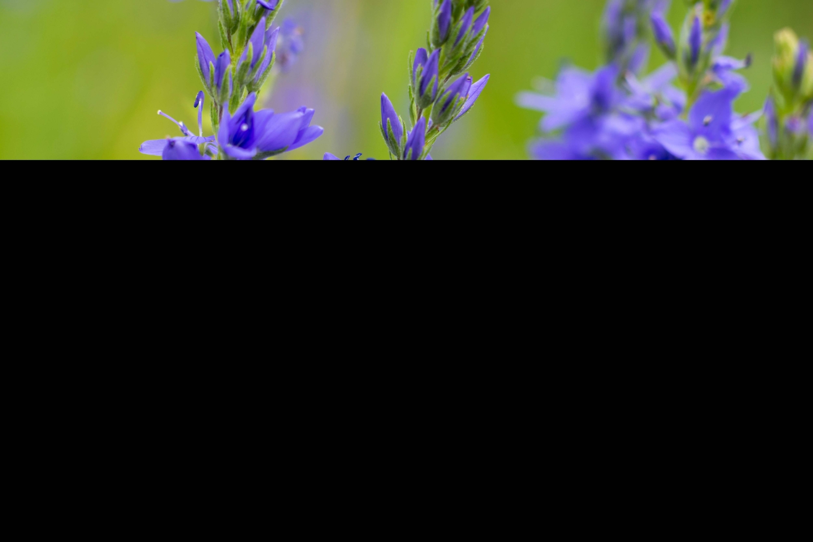 75 ROYAL BLUE SPEEDWELL Veronica Austriaca Teucrium Flower Seeds