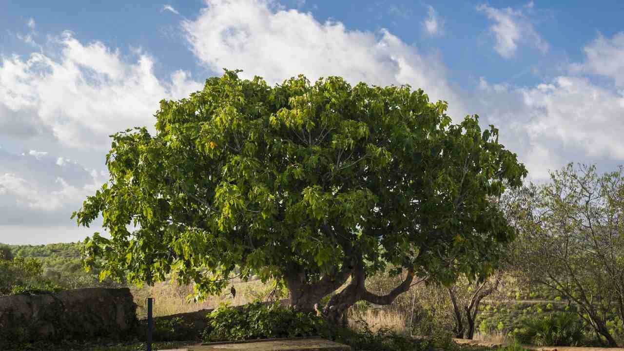 Ficus Carica aka Fig Tree 30 Seeds Free Shipping!
