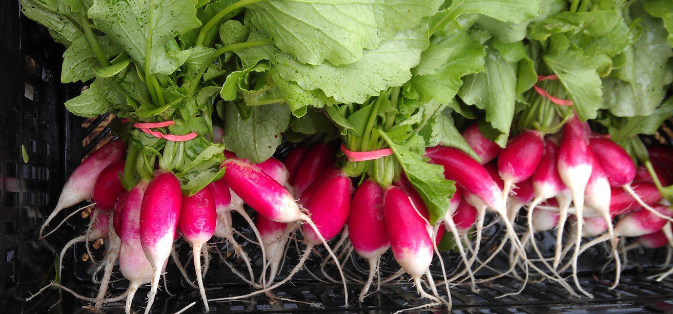 FRENCH BREAKFAST RADISH SEEDS* HEIRLOOM * 100 COUNT PKT. *