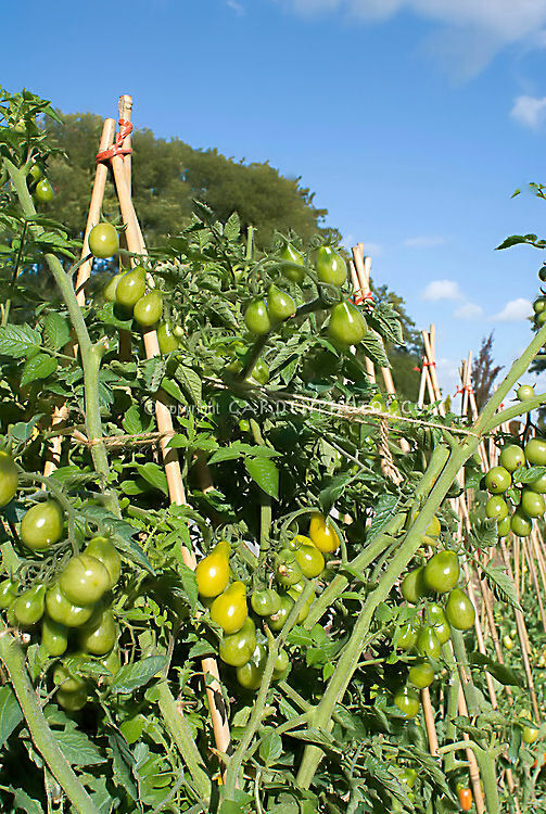0.1 gram or 70+ Yellow Pear Tomato seeds. OG/OP. One of the first heirlooms!